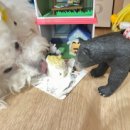 멈므 | 울산 강아지 생일파티 특별 선물 !! 남구 수제간식 케이크 전문점 미니미 마이크로 케이크