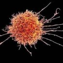 TL 동물병원 이미지