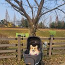 파트라슈 | 낫쏘빅 파트라슈 디럭스 강아지유모차 개모차 내돈내산 후기❣️