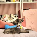 오늘도 예쁜 그루밍 이미지