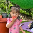 지아 농장 이미지