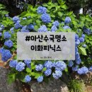 이화피닉스요양병원 | [천안 수국 명소/아산 수국 명소]이화피닉스요양병원 수국 실시간