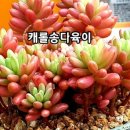 살구미농원 네이버블로그