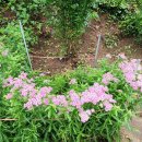 배나무실의 아침 이미지