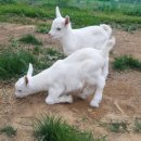 신세계농장 이미지