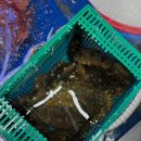 속초 오징어 어시장 이미지