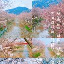 금사리마을회관 | 경기도 광주 퇴촌 벚꽃 명소 귀여리마을 정암천 벚꽂길 실시간 개화상태 팔당물안개공원 주차장 갓길...