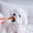 대한견식 이미지