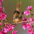 나무와새 이미지