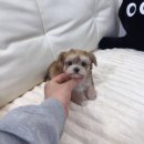 데일리독 이미지