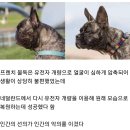 불독PC방 이미지