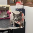 온천장고양이 이미지