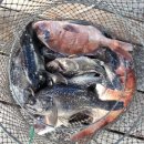 태극호좌대 이미지