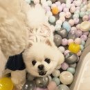 헬로멍뭉 이미지