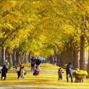 은행나무길 이미지