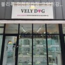 블리독 위례점 고양이강아지분양 말티푸 비숑 포메라니안 | 인천강아지분양 블리독 인천청라점 고양이강아지분양말티푸미니비숑포메라니안 믿을 수 있는 강아지분양