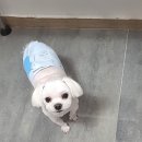 예쁘댕 이미지