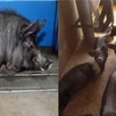 제주흑돼지 이미지