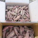 행복한작은고구마 이미지