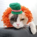 잔다냥 천안점 이미지