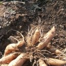 강골농장 이미지