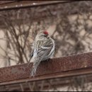 홍방울새(Common Redpoll) 이미지