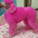 pink poodle... 이미지