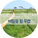 포항 꽃놀이 가볼만한곳, 구룡포 호미반도 메밀꽃밭