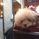 멍무이 쌀롱 이미지