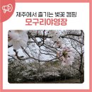 모구리야영장(체력단련장) | 제주에서 즐기는 벚꽃 캠핑 모구리야영장