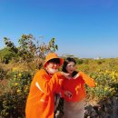 다락2리 | [제주] 비글 커플의 가을 맞이 3박 4일 제주여행 3일차 코스 후기❤