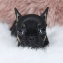 신짱켄넬 이미지