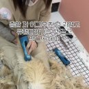 미용하냥 이미지