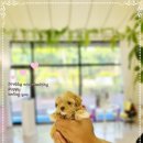 은아 펫 타운 이미지