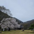 4.14(월 ) / 금산 보곡산골 산벚꽃 축제 이미지