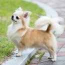 윈터펠 치와와 | [장모치와와 분양후기] 햇님이가 좋은 가족을 만났어요!