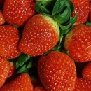 드림1농장 이미지