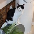 나는 우리집 미용사 | [수원 고양이발] 코숏 두마리 전체미용+목욕 솔직 후기ㅣ가격·예약 방법, 고양이 미용 주기