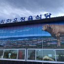 강릉맛집자작나무강릉한우
