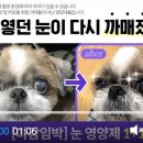 강아지의 뿌연 눈을 맑게 만들었다면 사람의 눈도 그렇게 만들 수 있지 않을까요? 이미지