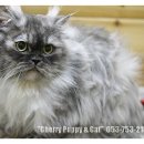 뽀꼬뽀꼬샵(#) 이미지