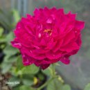 수국은 한그루도 없어서ᆢ 이미지