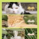 폴리민박 이미지