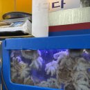 먹물촌 | [경기 안양] 인덕원역 알쭈꾸미 샤브샤브 맛집 먹물촌