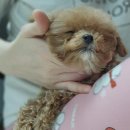 진해동물의료센터 이미지