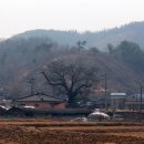 함안 영동리 회화나무 이미지