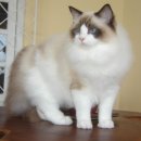 벌거벗은 고양이 이미지