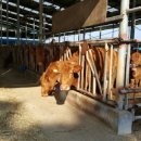 누렁소 농장 이미지