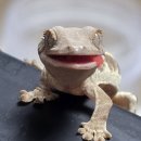 류인광동물병원 | [파충류] 크레스티드게코 난포정체 완치 후기