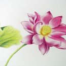 보태니컬아트(색연필화) 이미지